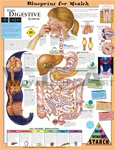 Blueprint for Health Your Digestive System Anatomical Chart